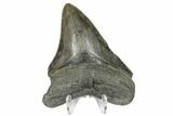 Serrated, Fossil Megalodon Tooth - South Carolina #170569-2